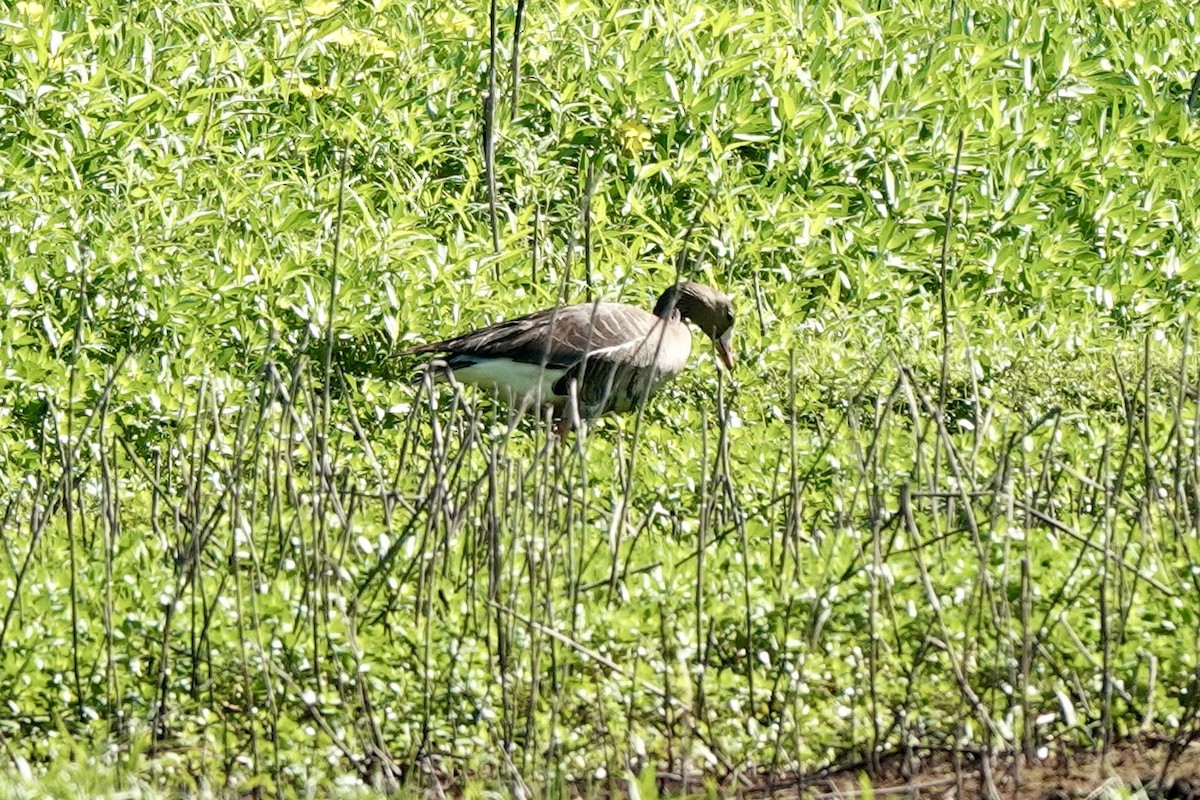 Greater White-fronted Goose - ML620360724