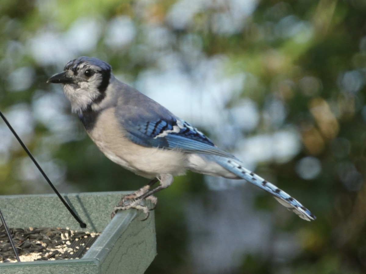 Blue Jay - ML620360730