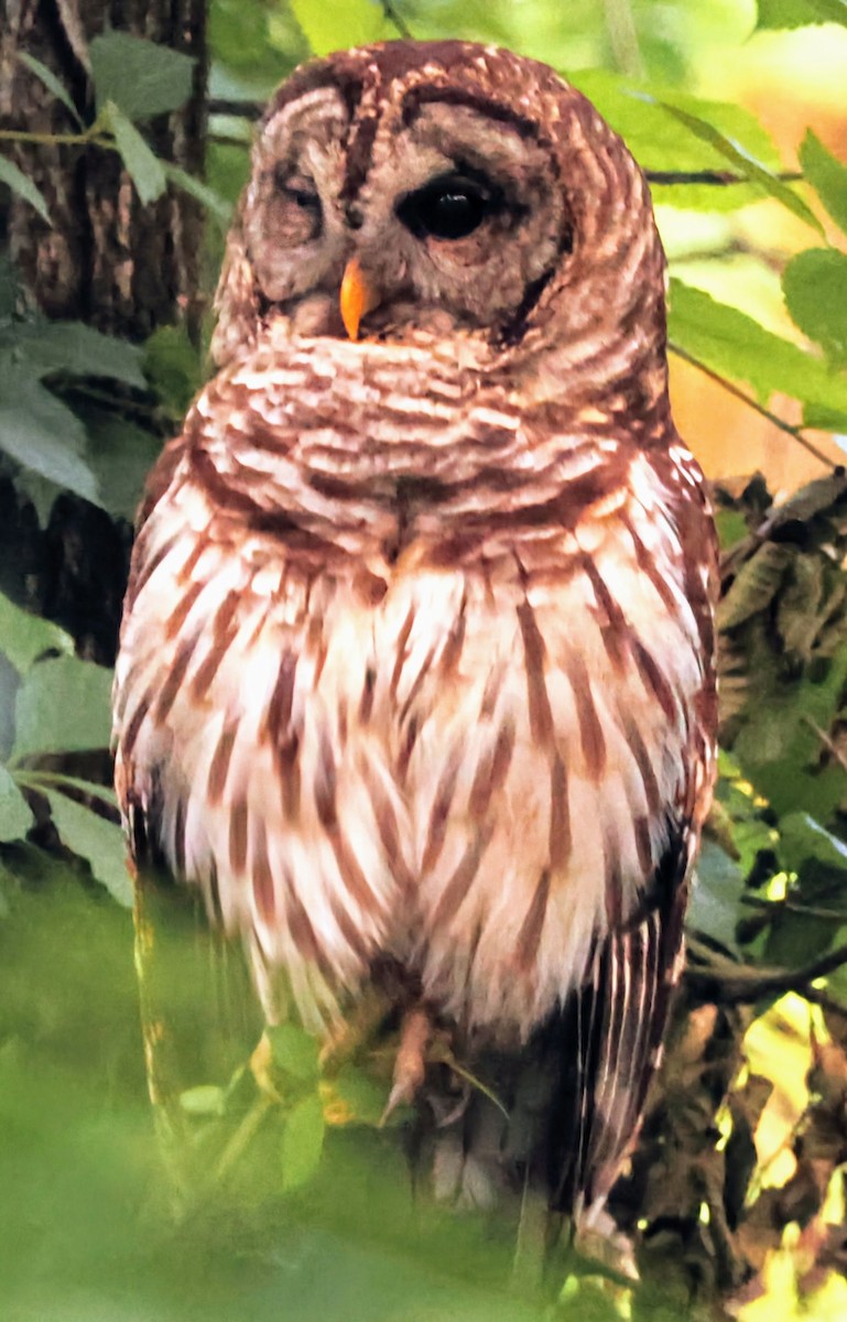 Barred Owl - ML620360739