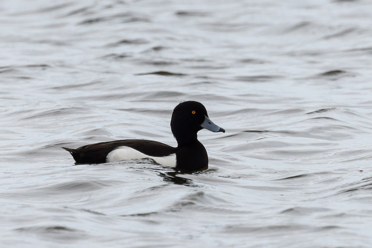 Tufted Duck - Ian Thompson