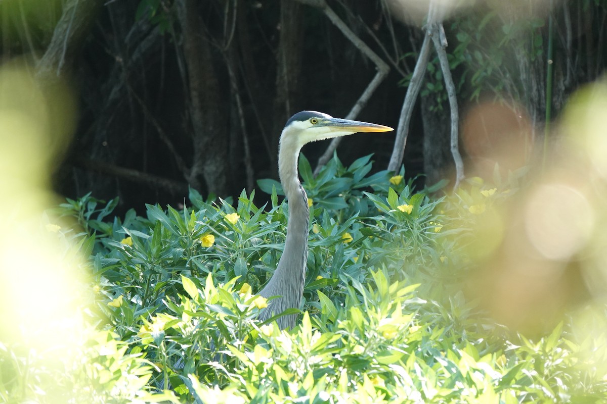 Great Blue Heron - ML620360742