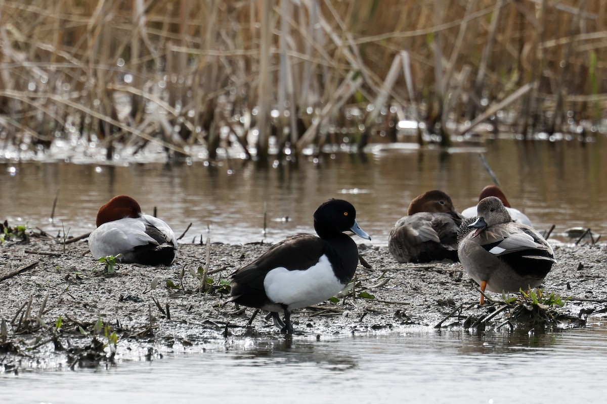 Tufted Duck - Ian Thompson