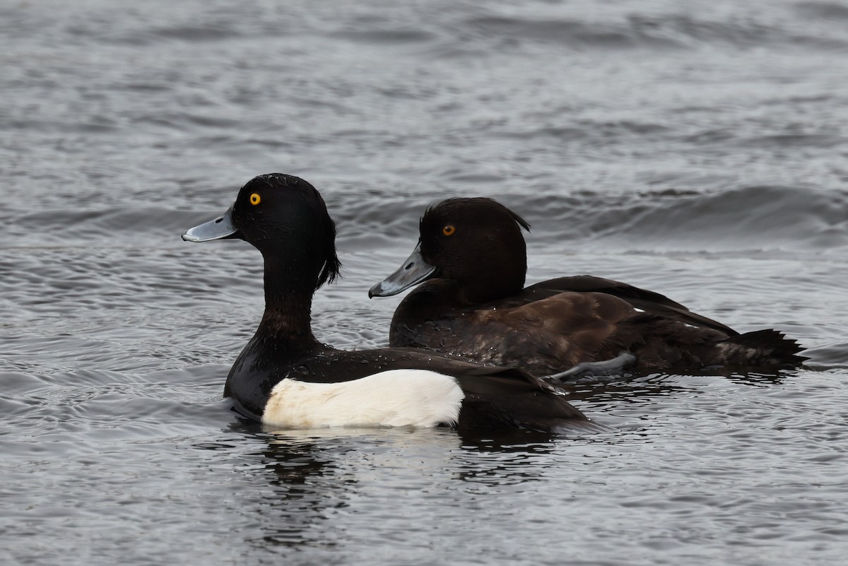 Tufted Duck - ML620360744