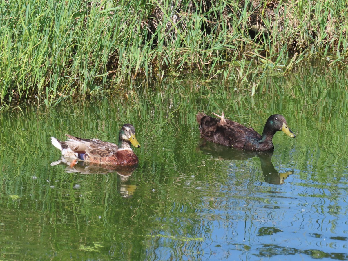 Mallard (Domestic type) - ML620360745