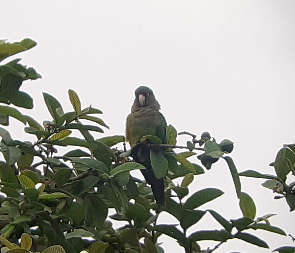 Olive-throated Parakeet - ML620360764