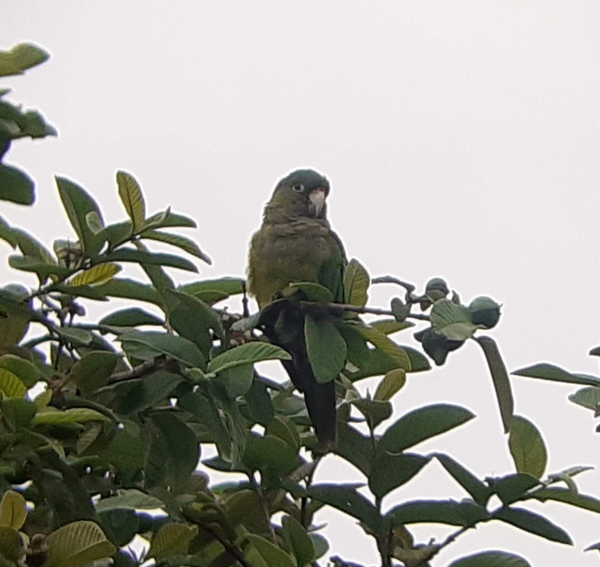Olive-throated Parakeet - ML620360765