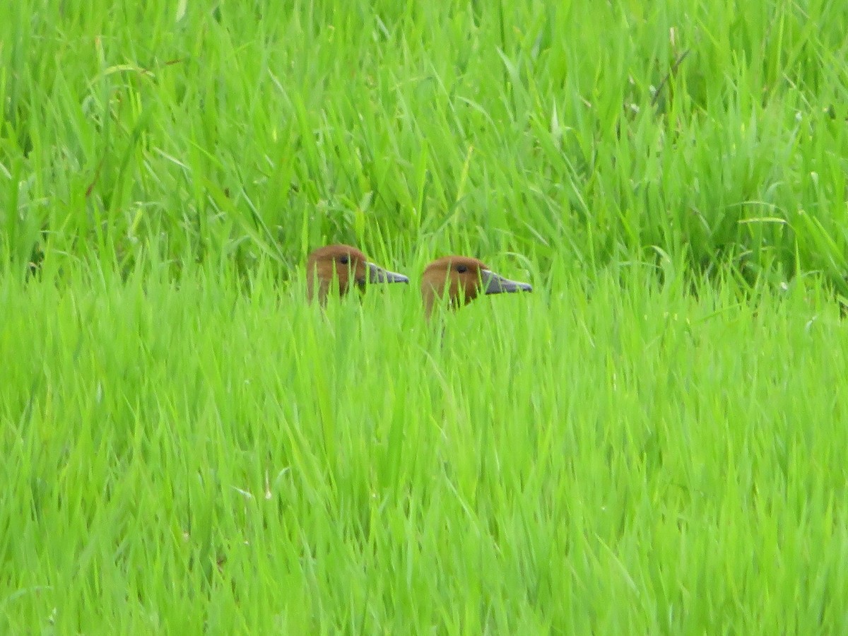 Fulvous Whistling-Duck - Joshimar Navarro