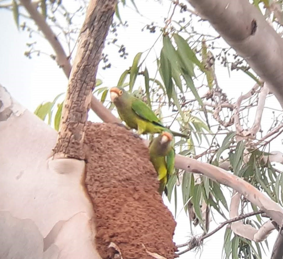 Aratinga Frentinaranja - ML620360776