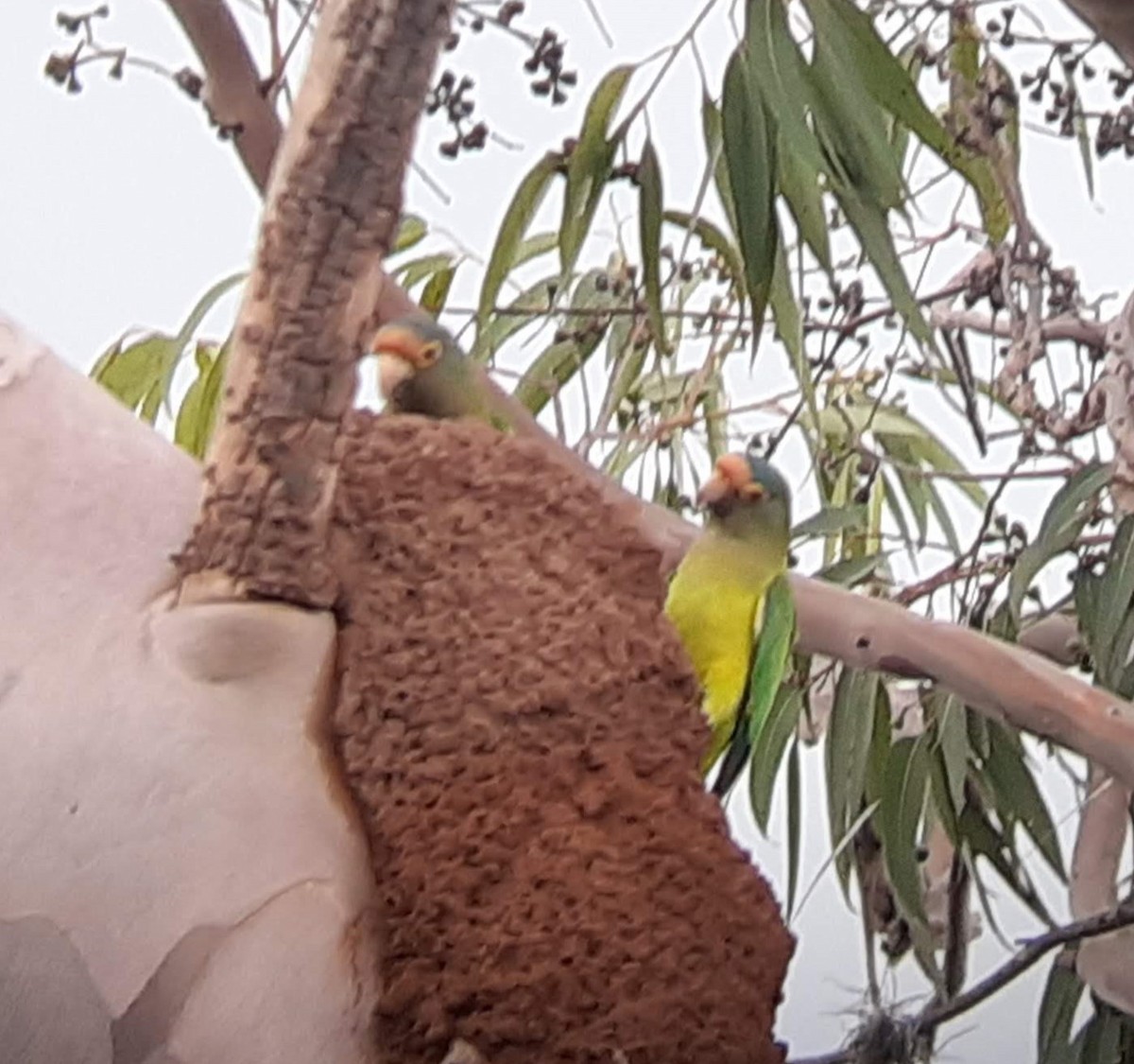 Orange-fronted Parakeet - ML620360777