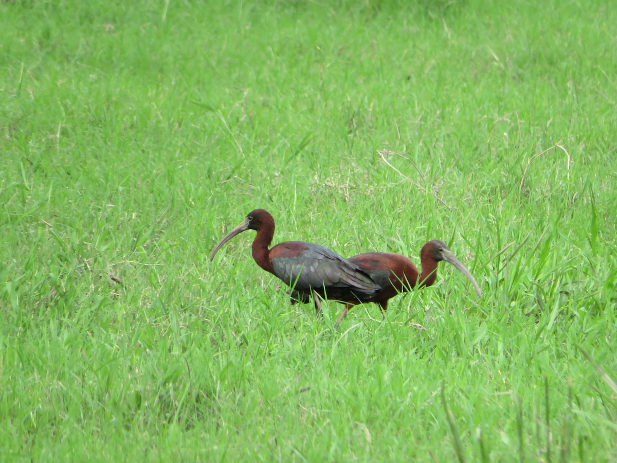 Glossy Ibis - ML620360787