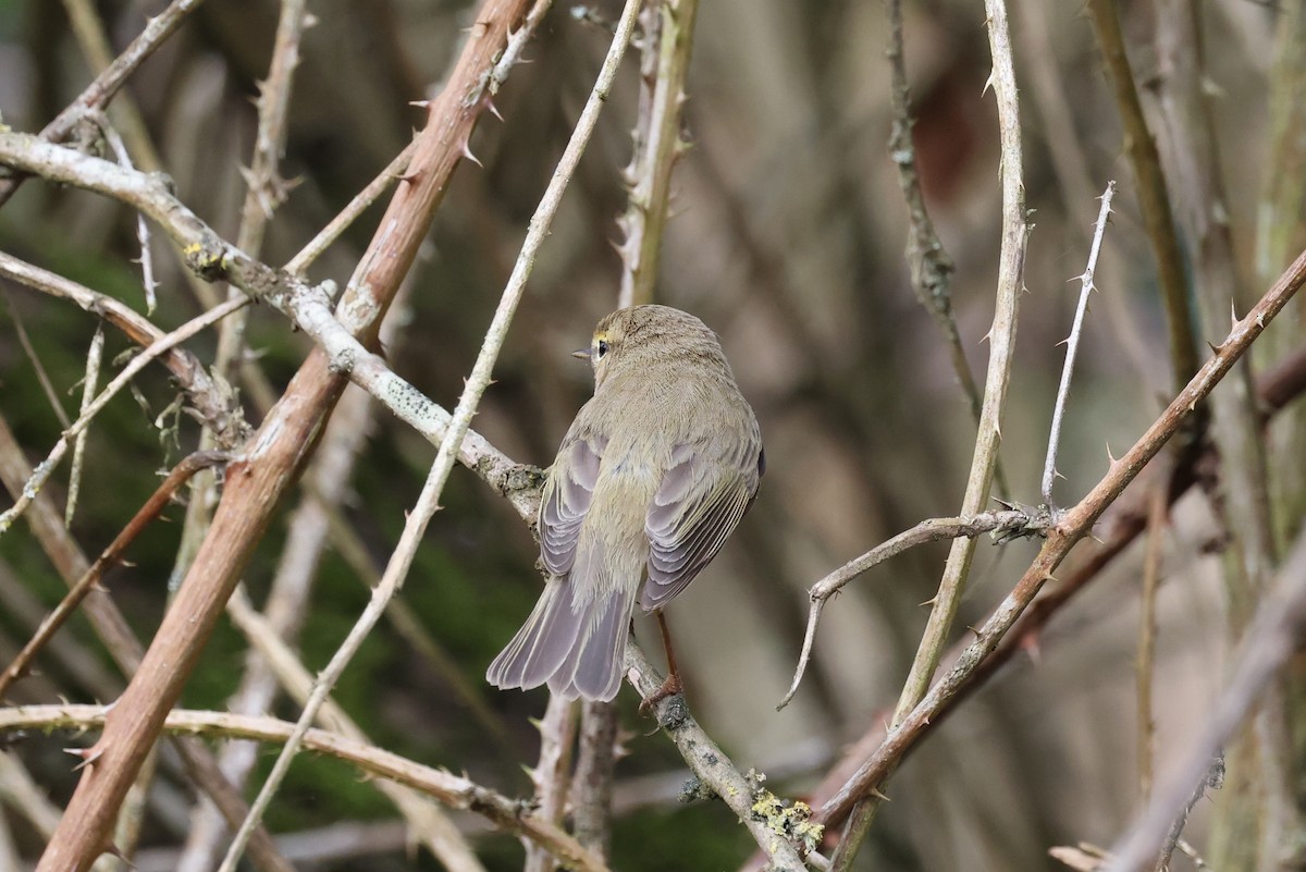 Common Chiffchaff - ML620360788