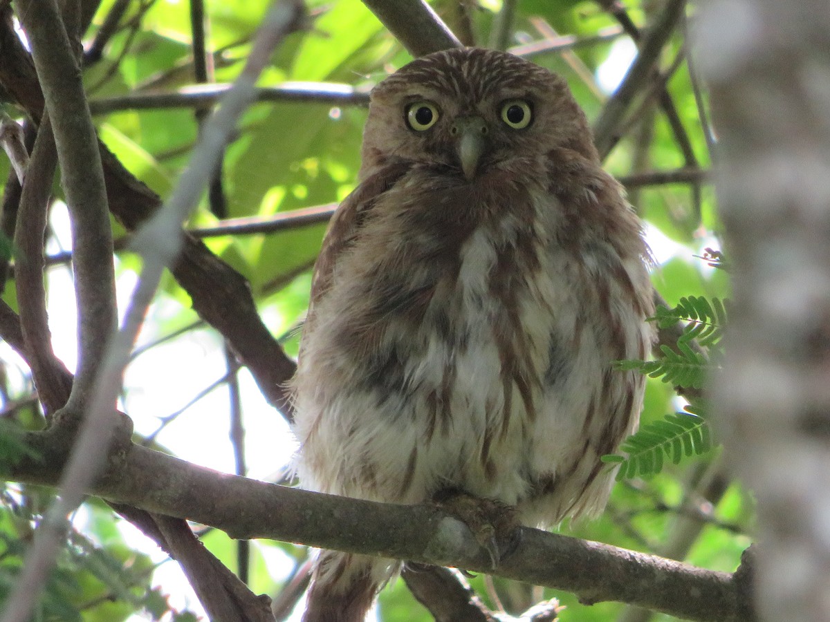 Ferruginous Pygmy-Owl - ML620360790
