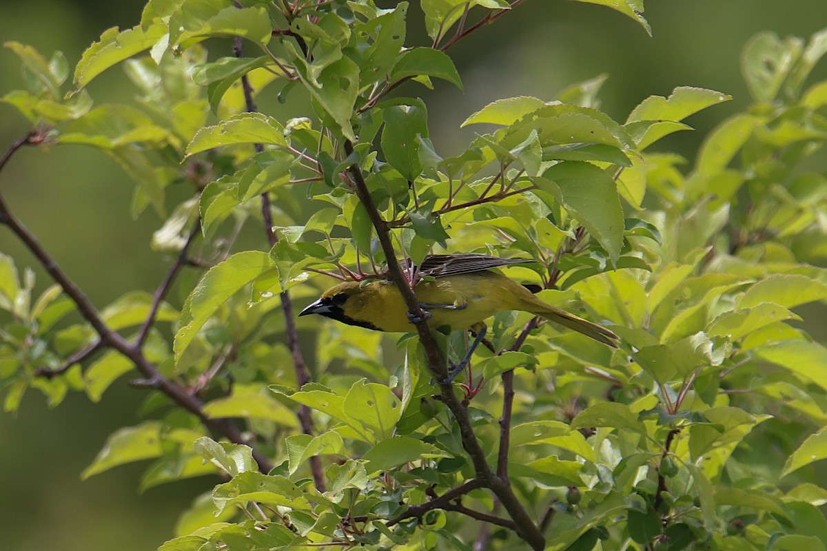 Orchard Oriole - Anthony Macchiarola