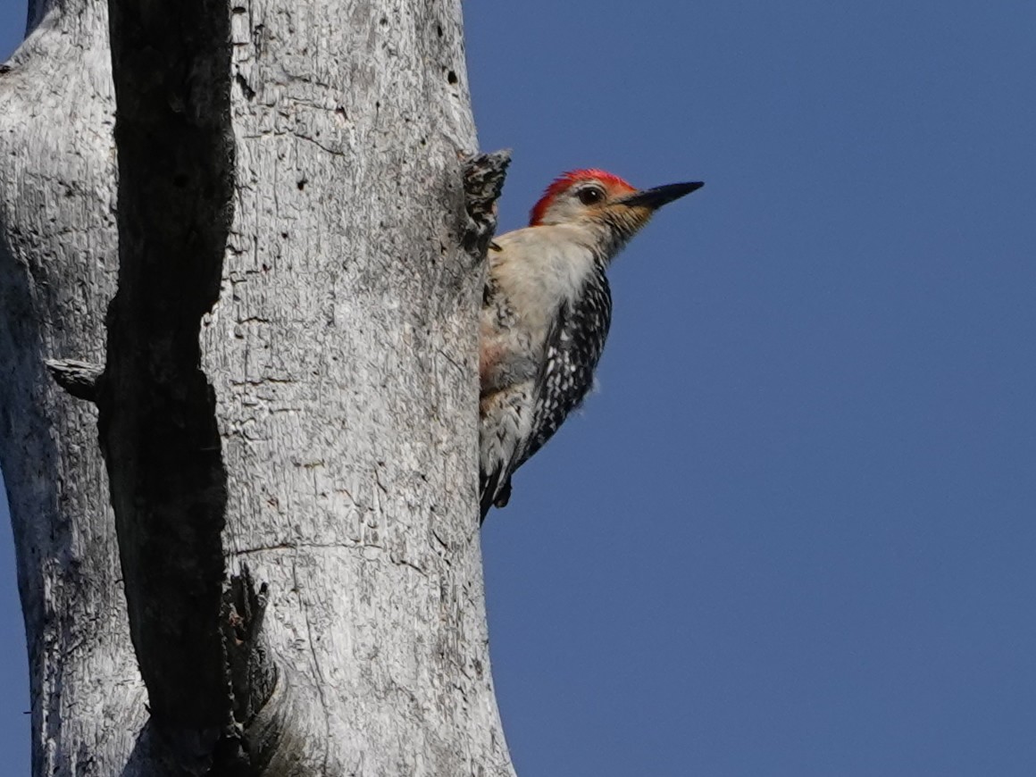 Red-bellied Woodpecker - ML620360796
