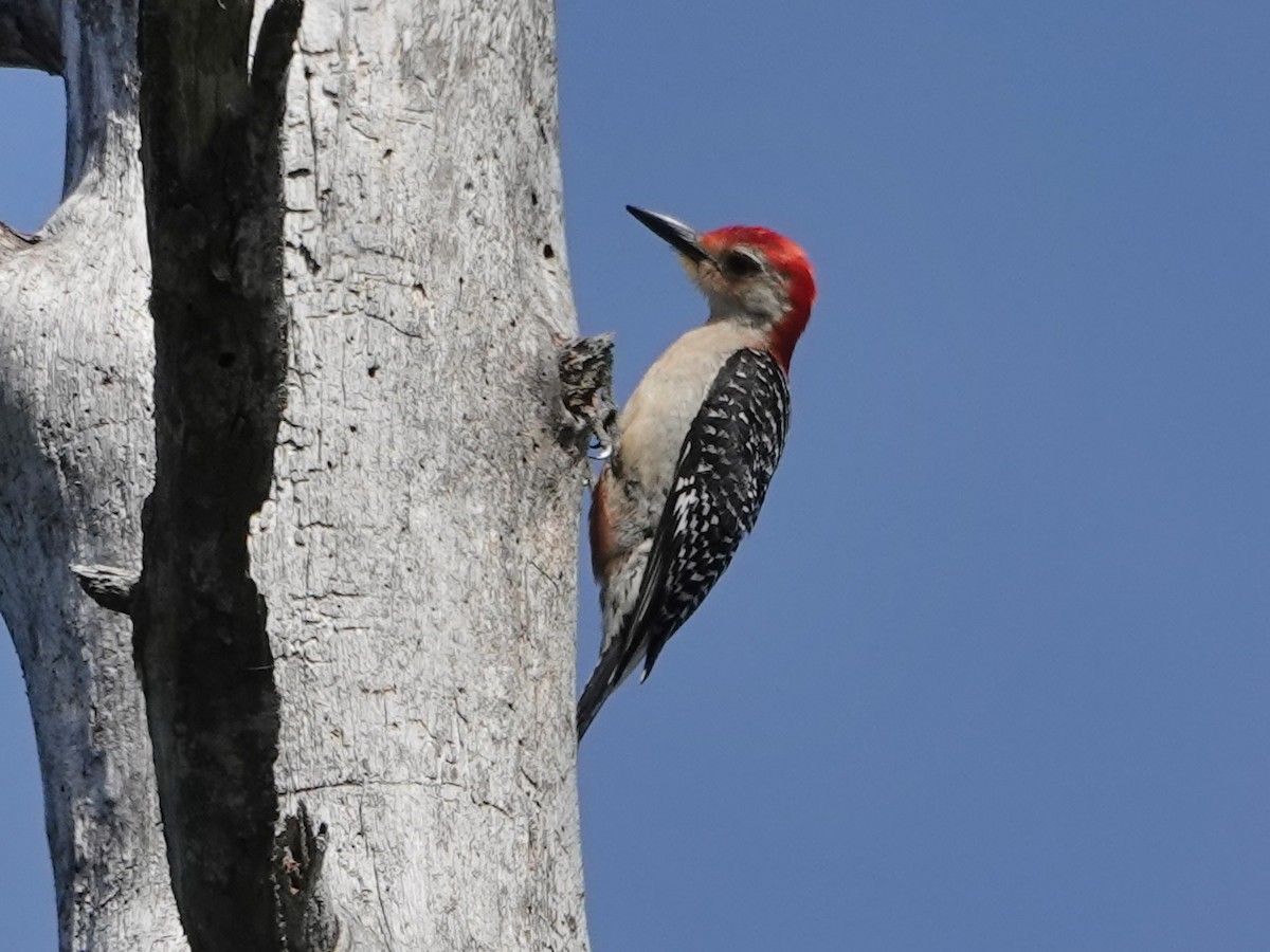 Red-bellied Woodpecker - ML620360797