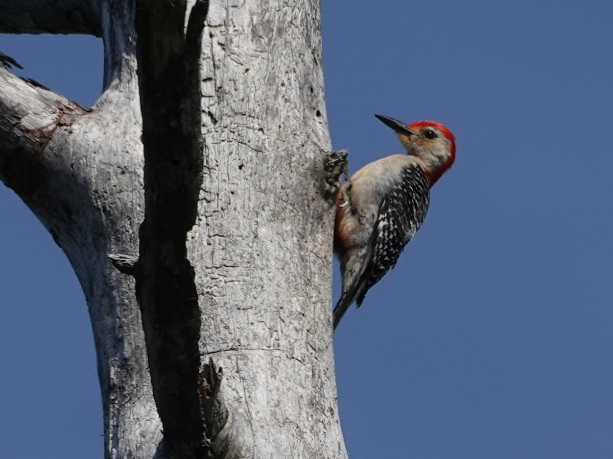 Red-bellied Woodpecker - ML620360798