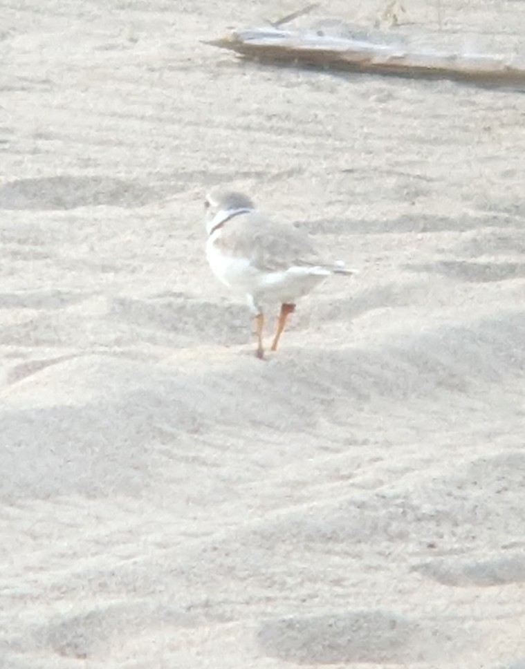 Piping Plover - ML620360800