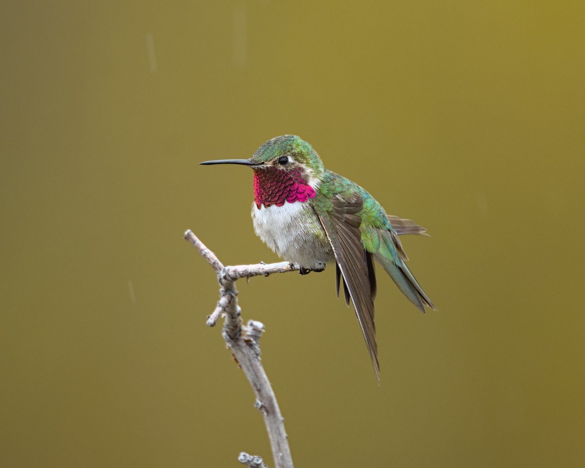 Broad-tailed Hummingbird - ML620360802