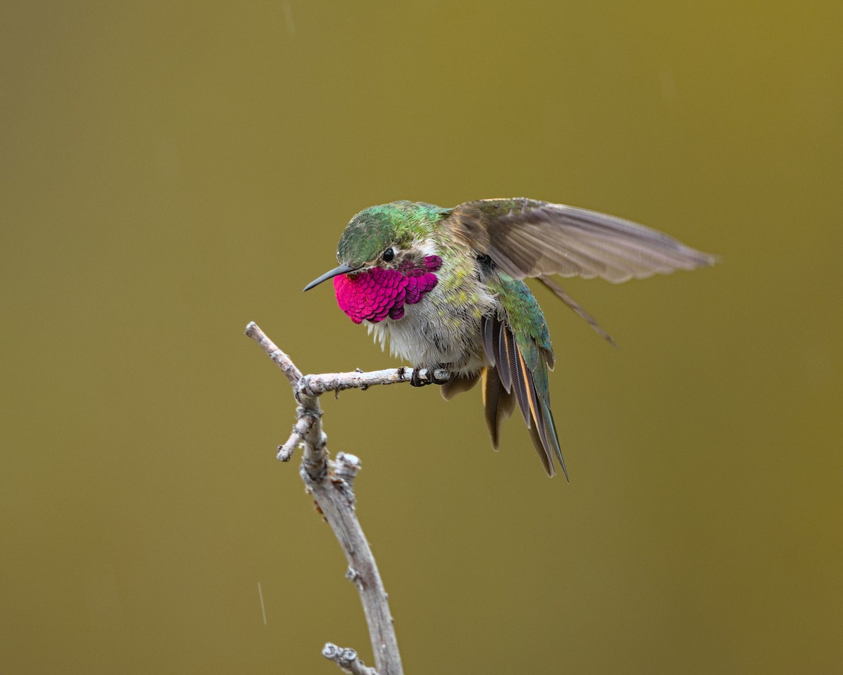 Broad-tailed Hummingbird - ML620360803