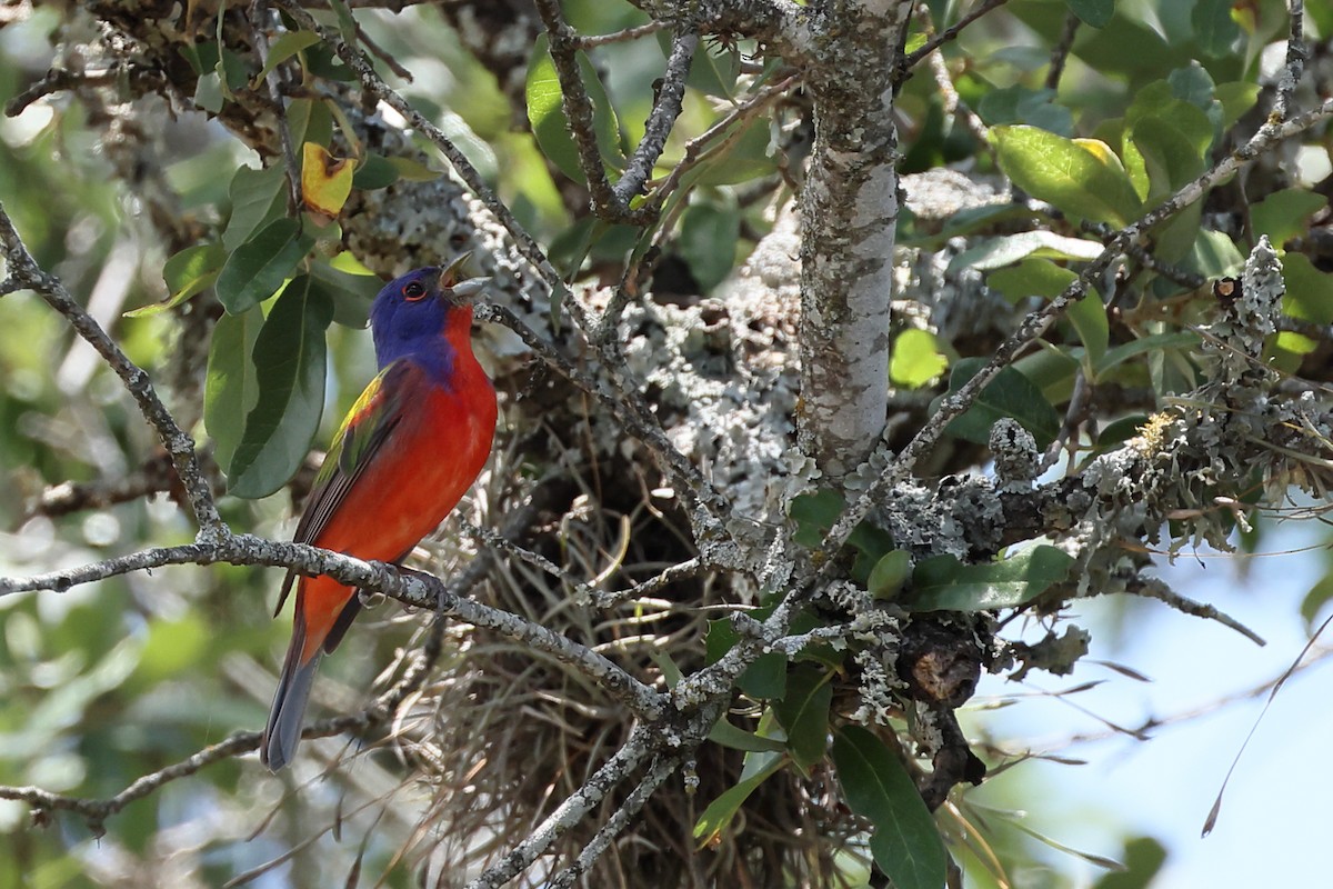 Painted Bunting - ML620360839