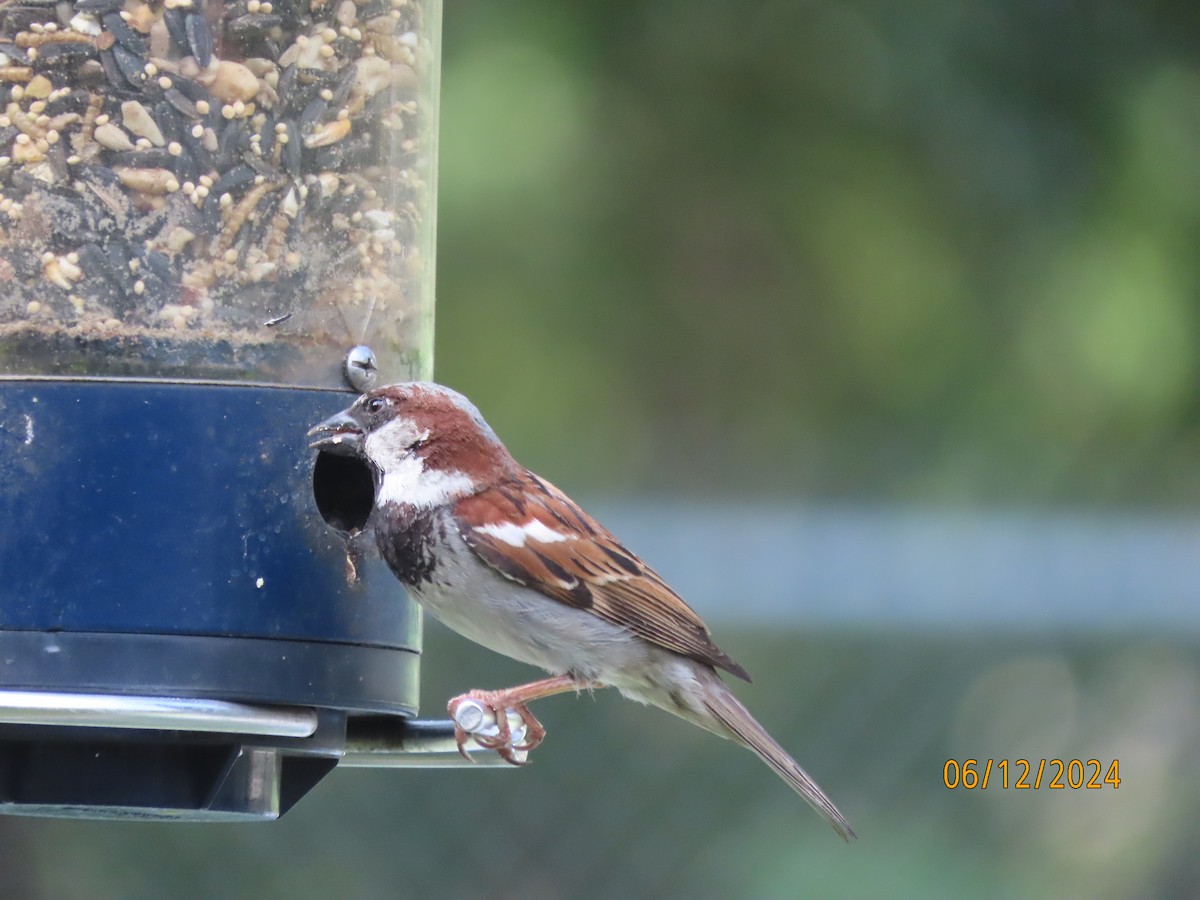 House Sparrow - ML620360845