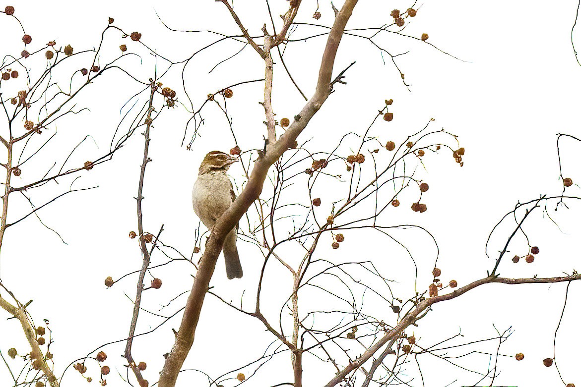 Chestnut-crowned Sparrow-Weaver - ML620360850