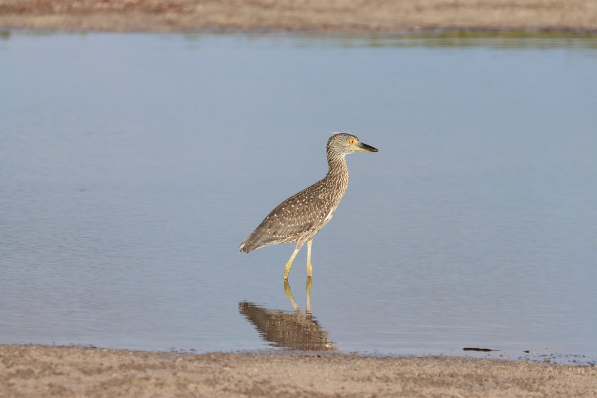 Yellow-crowned Night Heron - ML620360852