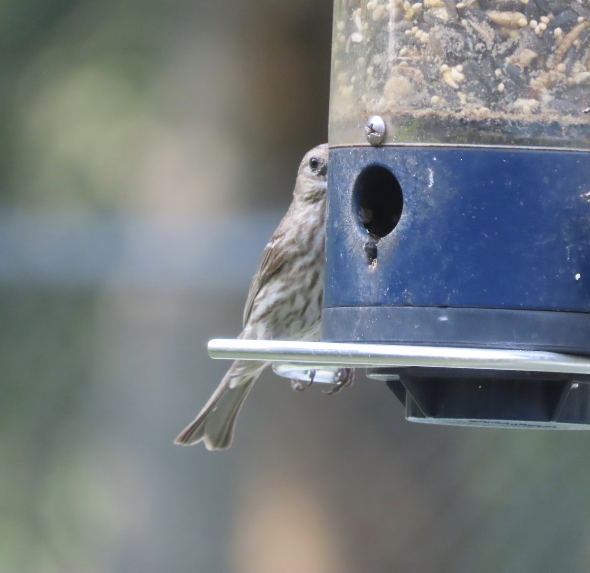 House Finch - ML620360879