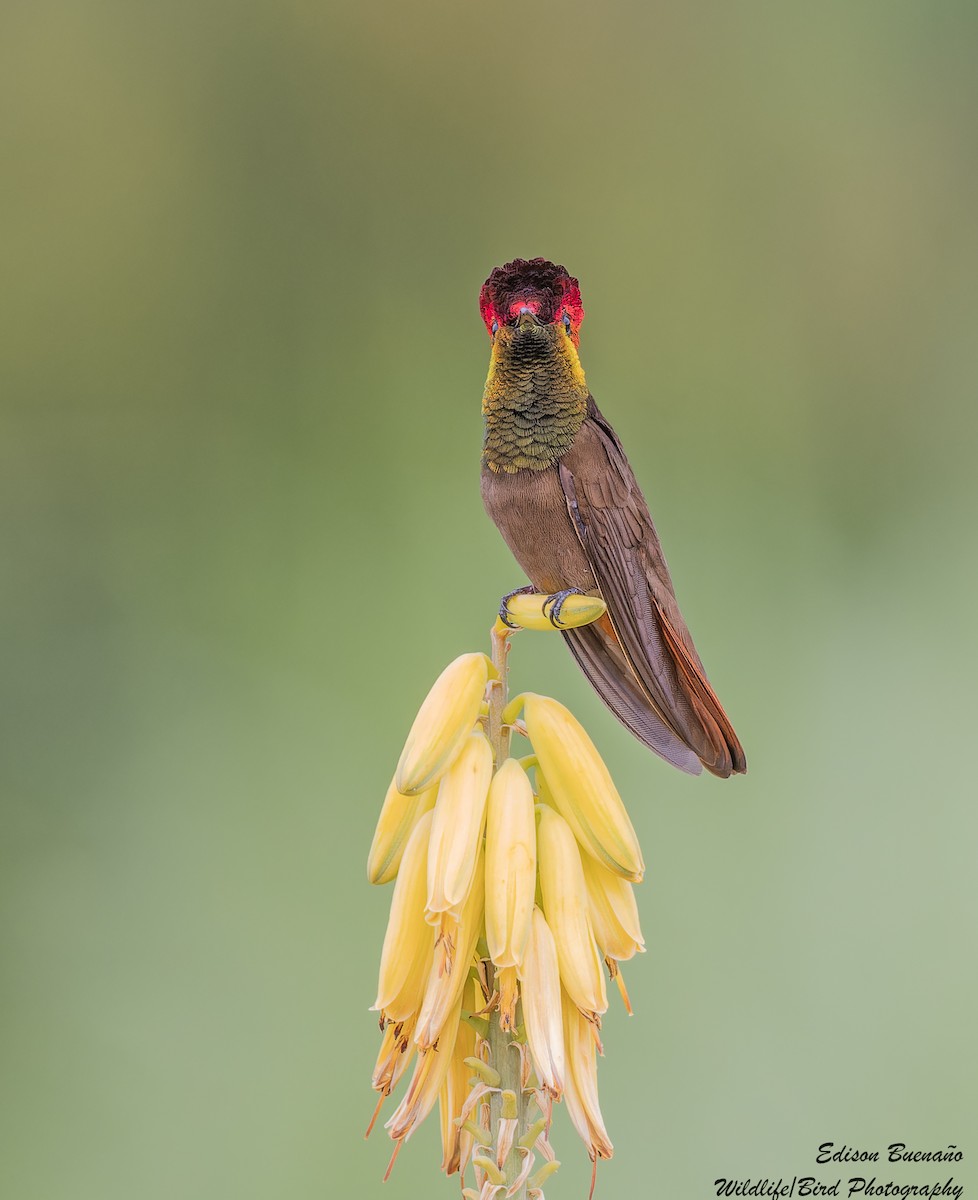 kolibřík červenohlavý - ML620360911
