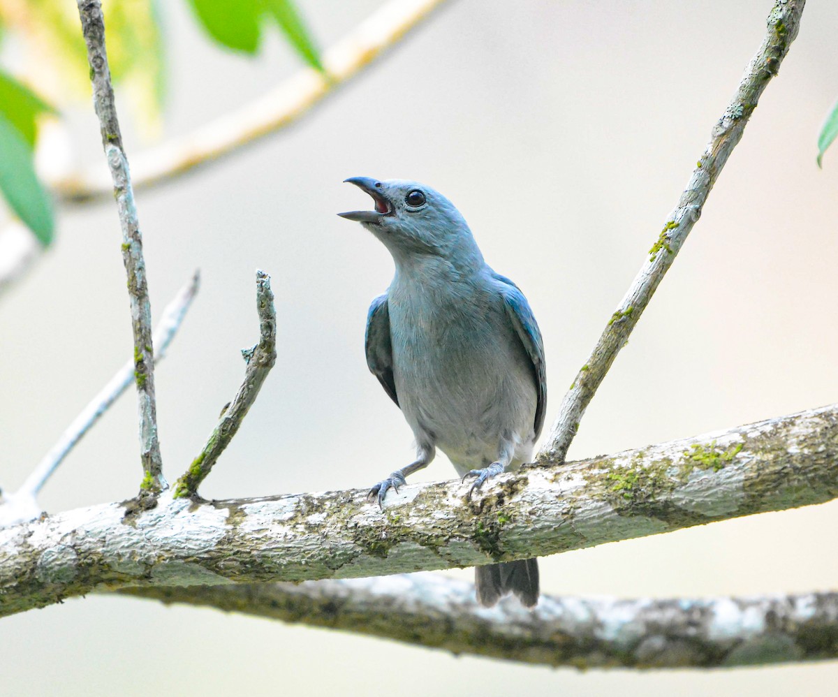 Blue-gray Tanager - ML620360912