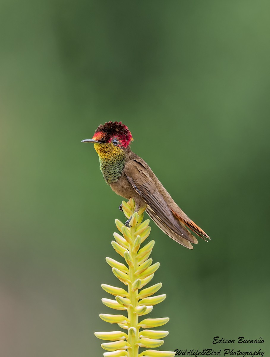 kolibřík červenohlavý - ML620360917