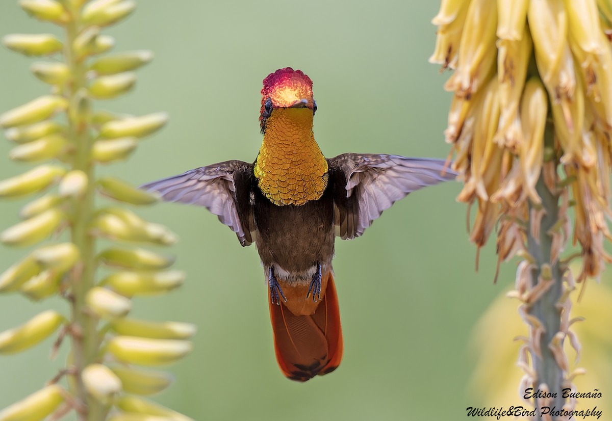 kolibřík červenohlavý - ML620360929