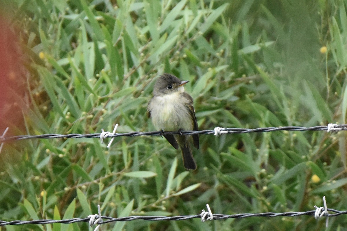 Eastern Wood-Pewee - ML620360932