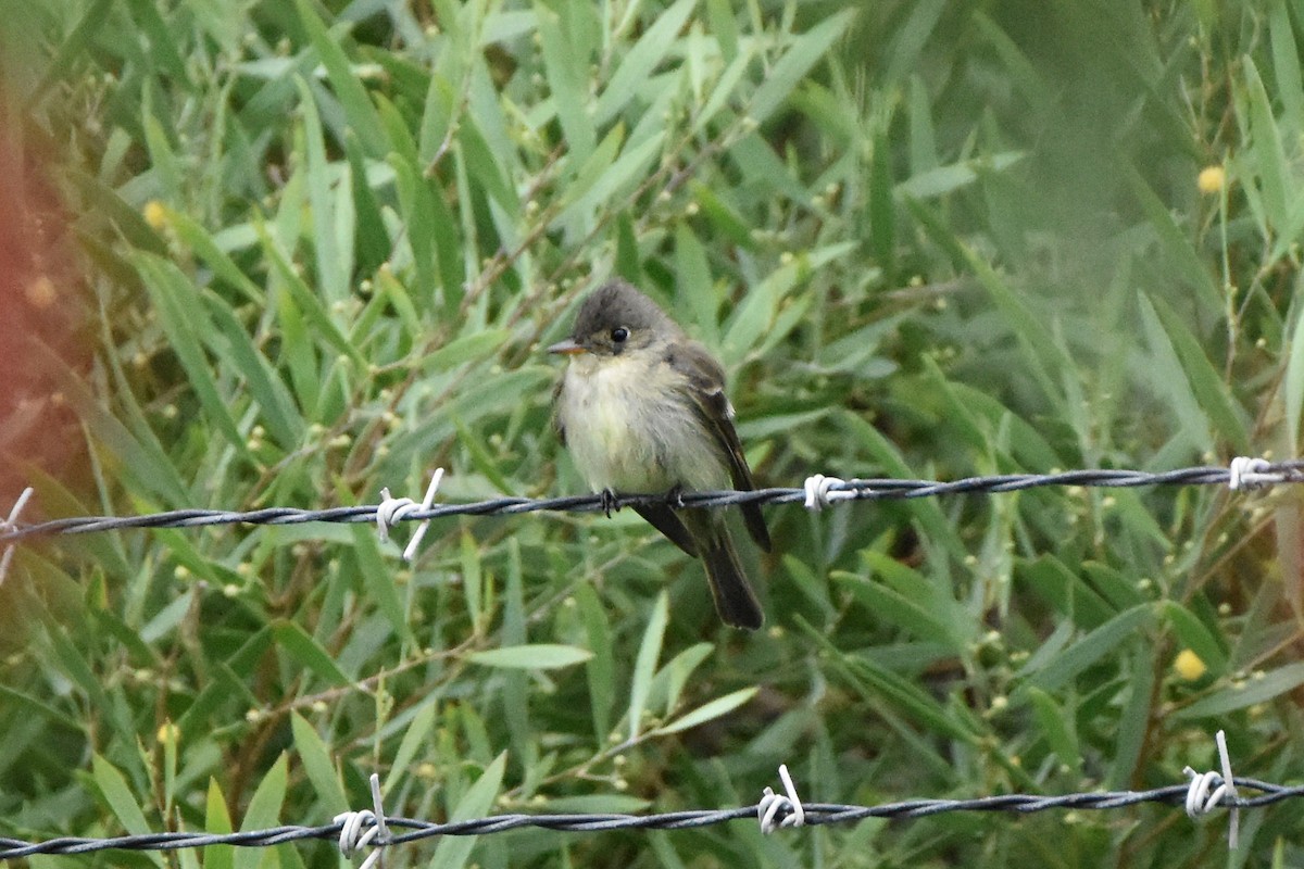 Eastern Wood-Pewee - ML620360933