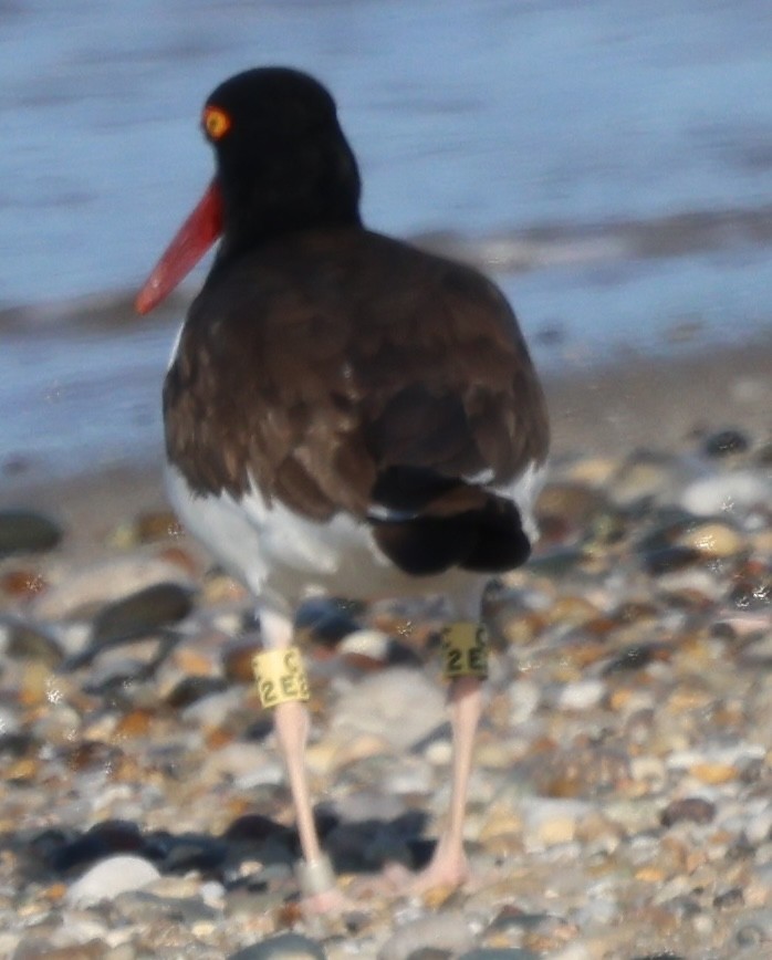 American Oystercatcher - ML620360936