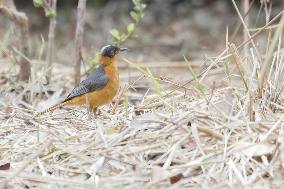 Snowy-crowned Robin-Chat - ML620360952