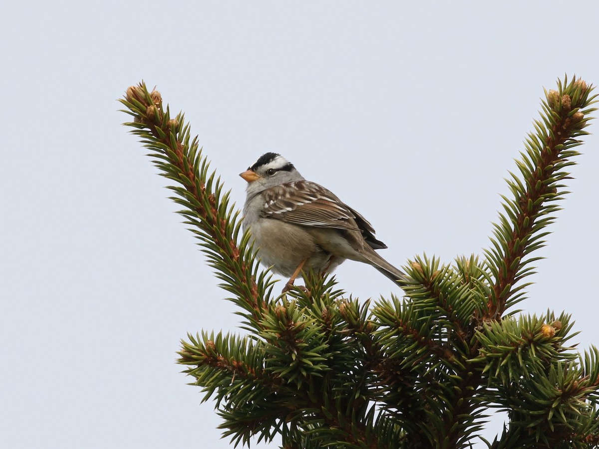 White-crowned Sparrow - ML620360958