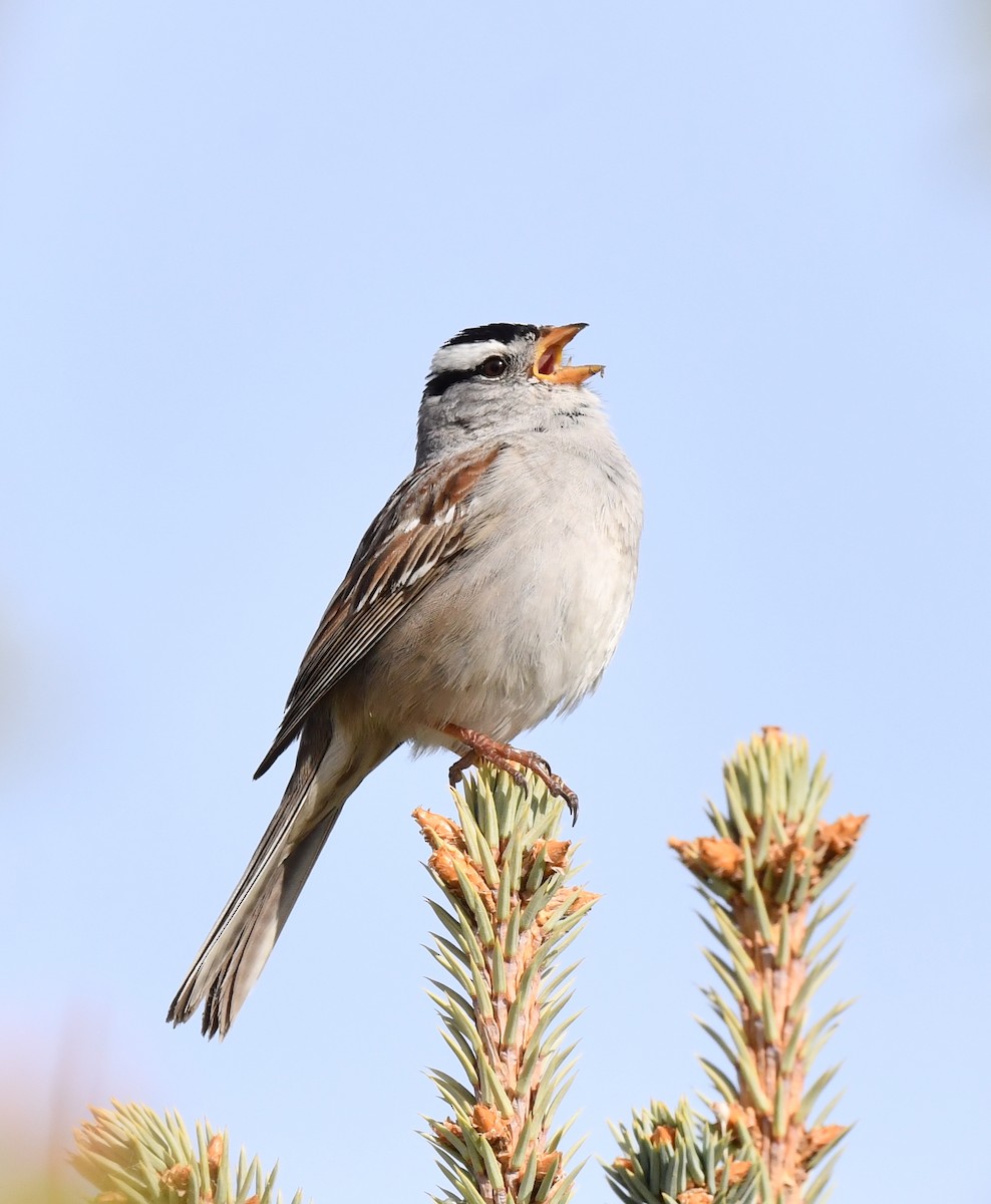 White-crowned Sparrow - ML620360959