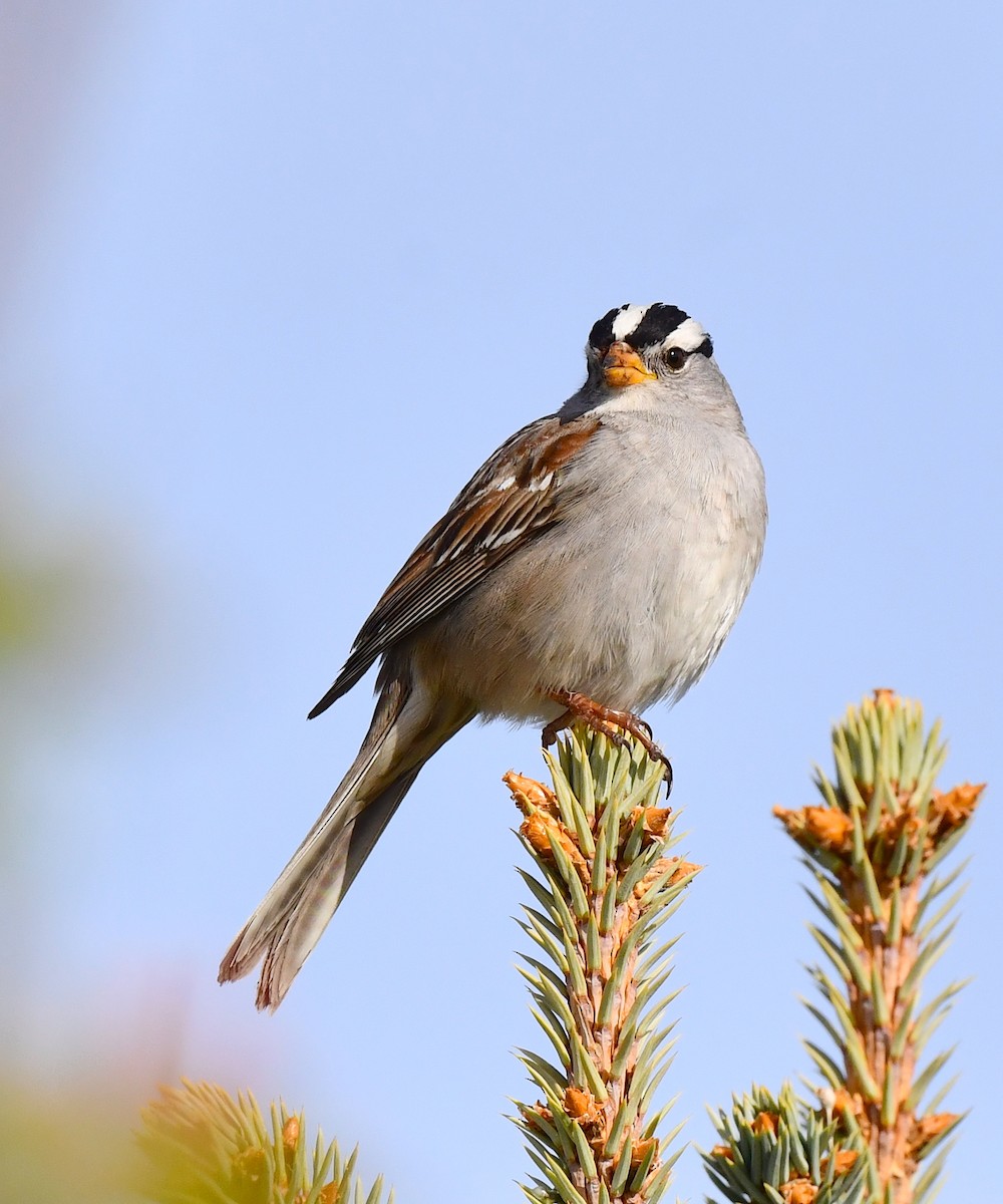 White-crowned Sparrow - ML620360960