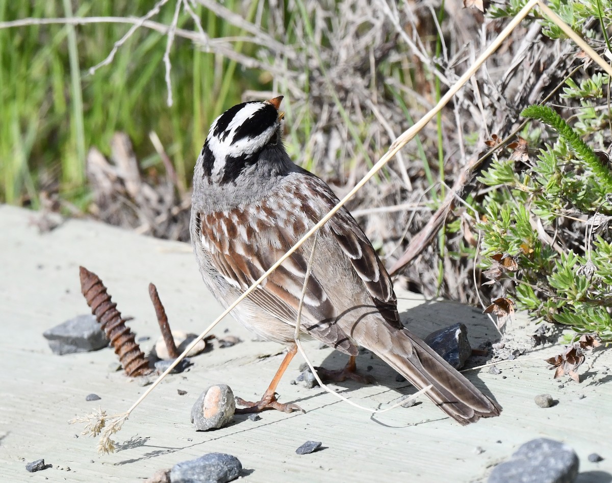 White-crowned Sparrow - ML620360961