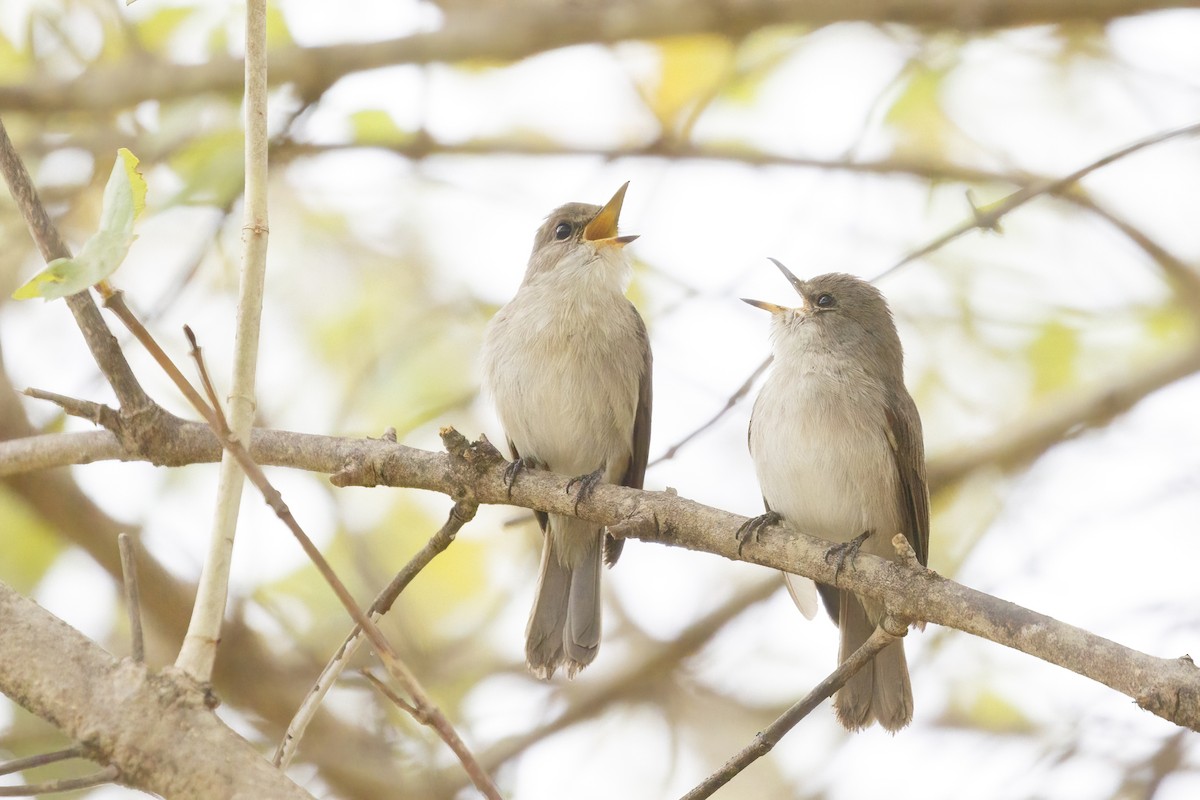 Swamp Flycatcher - ML620360966