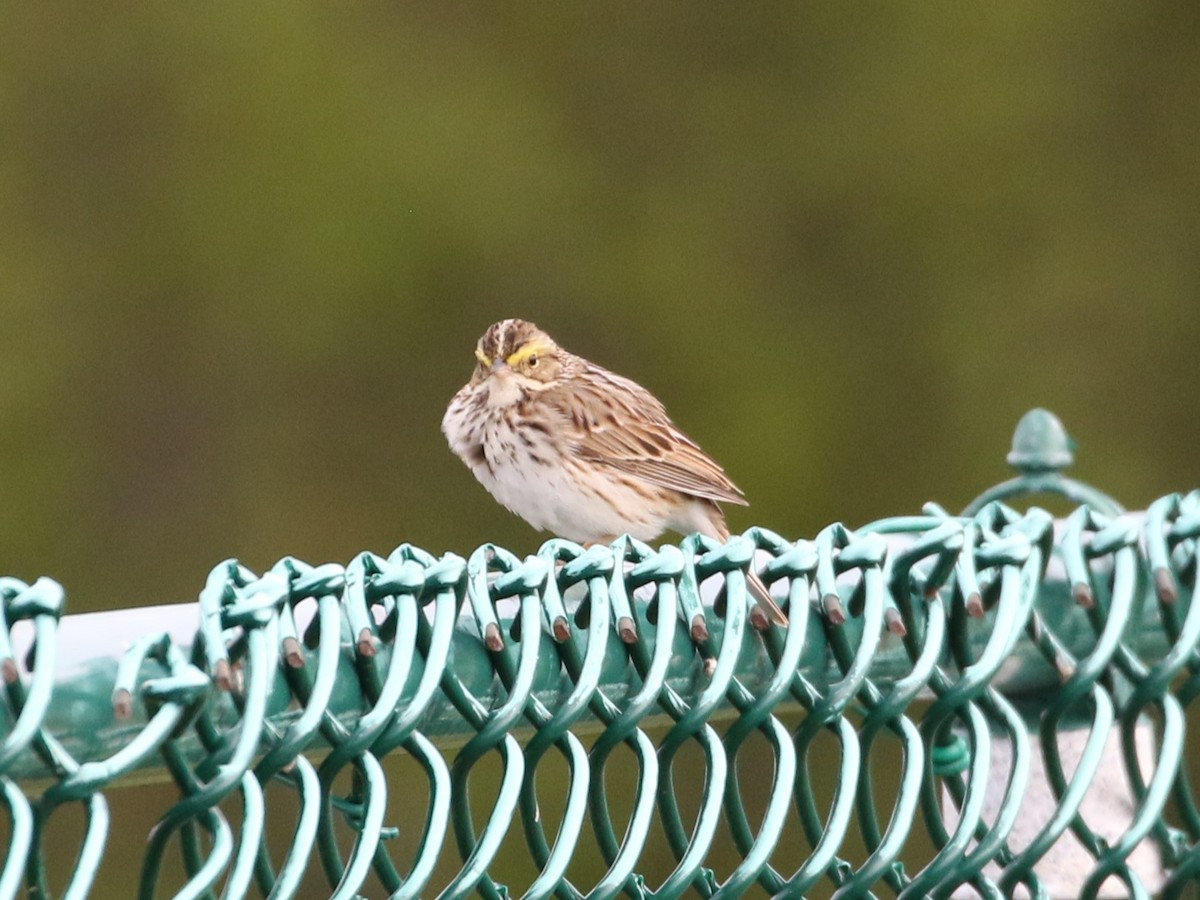 Savannah Sparrow - ML620360970