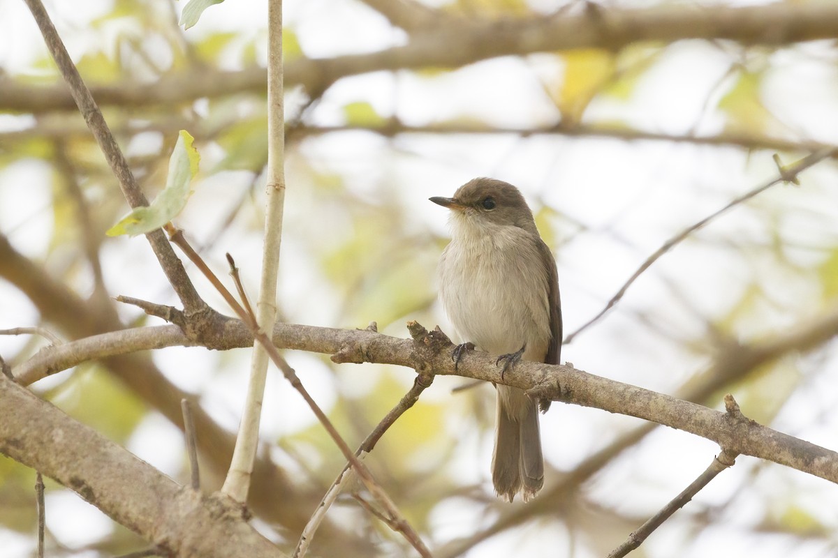 Swamp Flycatcher - ML620360972