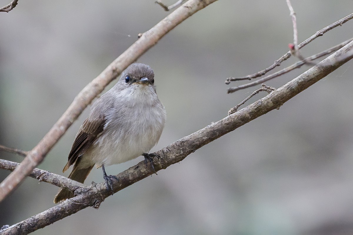 Swamp Flycatcher - ML620360979