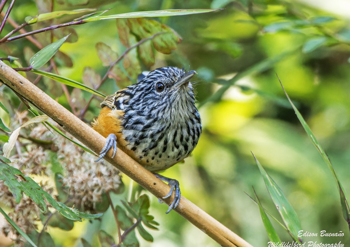 East Andean Antbird - ML620360996