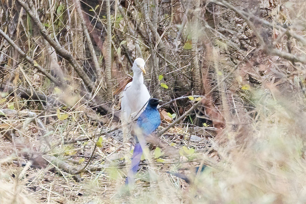 Long-tailed Glossy Starling - ML620360999