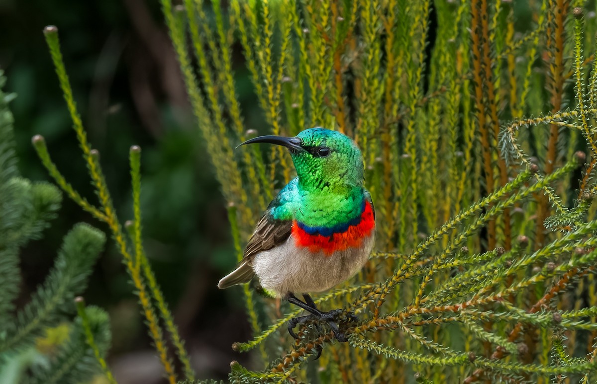 Southern Double-collared Sunbird - ML620361009