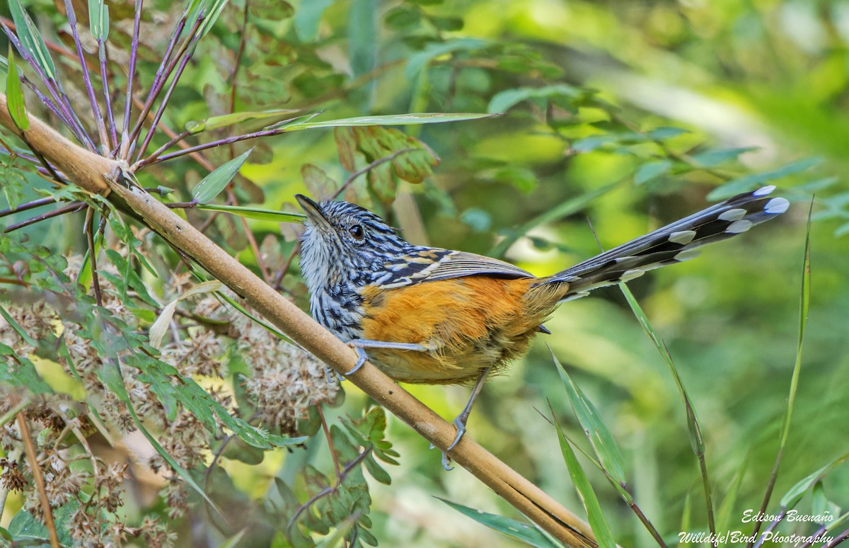 East Andean Antbird - ML620361010