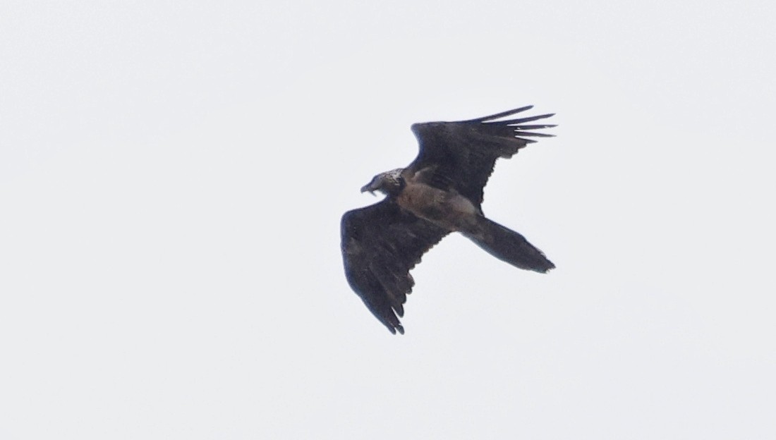 Bearded Vulture - ML620361012