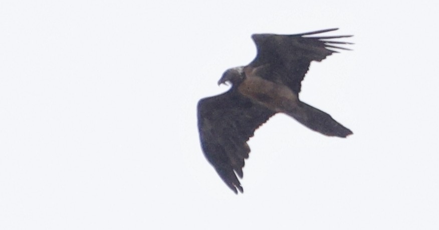 Bearded Vulture - ML620361013